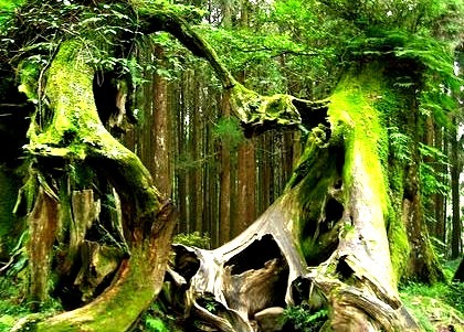 Old Growth Forest, Hoh Rain Forest, Washington