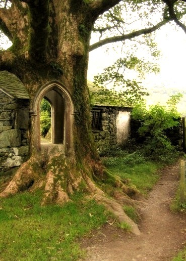 Tree Portal, Ireland