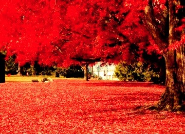 Brilliant Red, Olympia, Washington