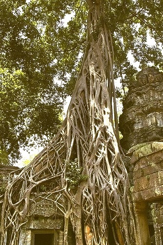 The magnificent and mysterious temple complex of Ta Prohm, where nature definitely has the upper hand over culture, Cambodia