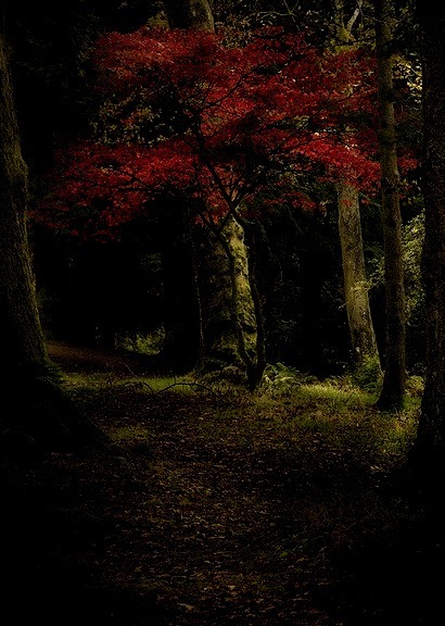 Autumn Tree, Scotland