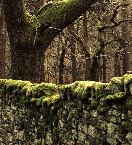 Stone Fence, Peak District, England