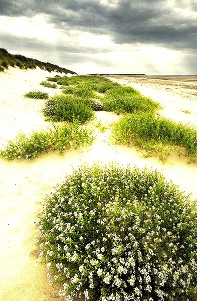 The Dunes of Thrift, Norfolk Coast, England